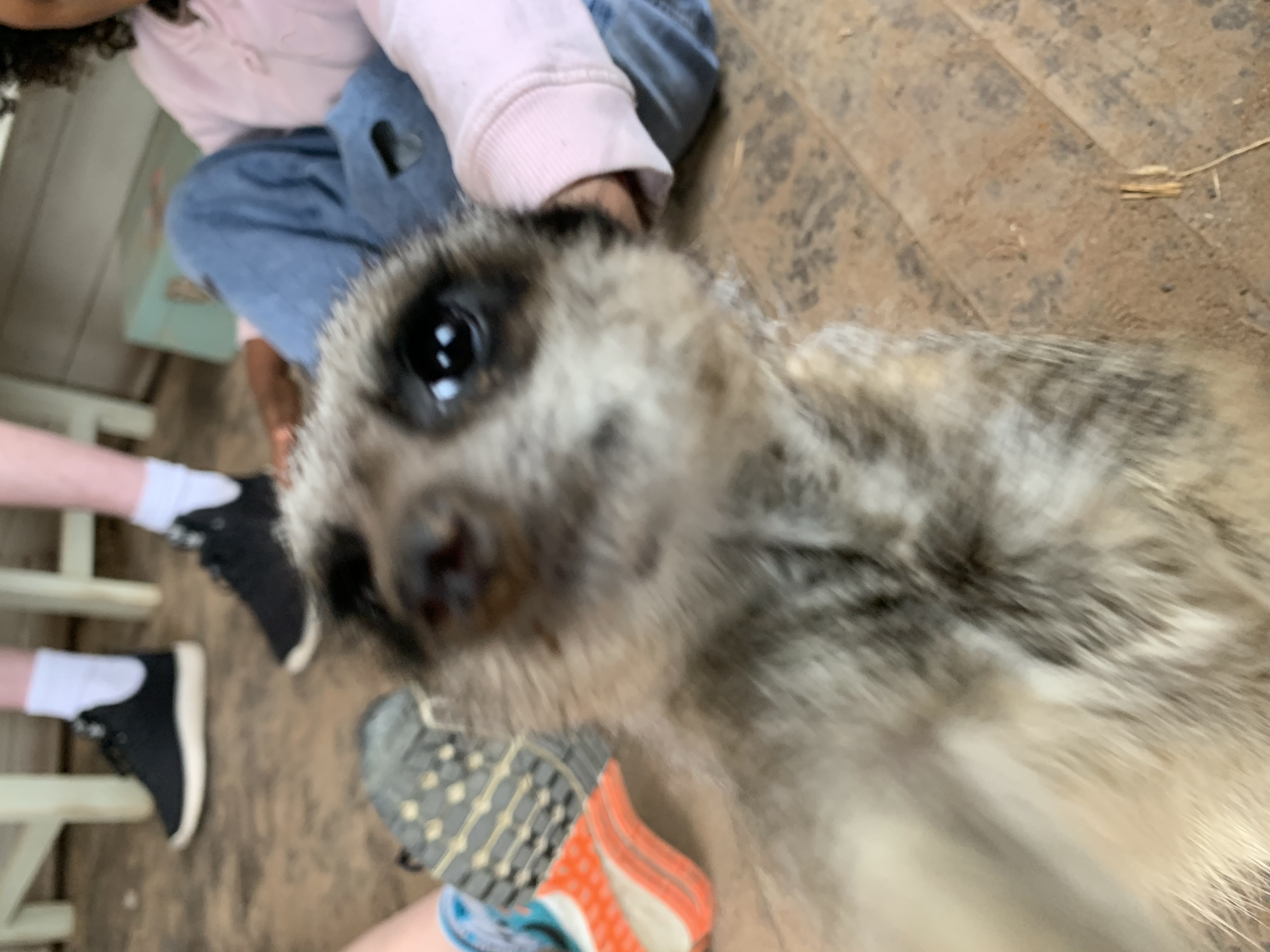 REVIEW: Our Marvellous Meerkat Experience At Lucky Tails Alpaca Farm