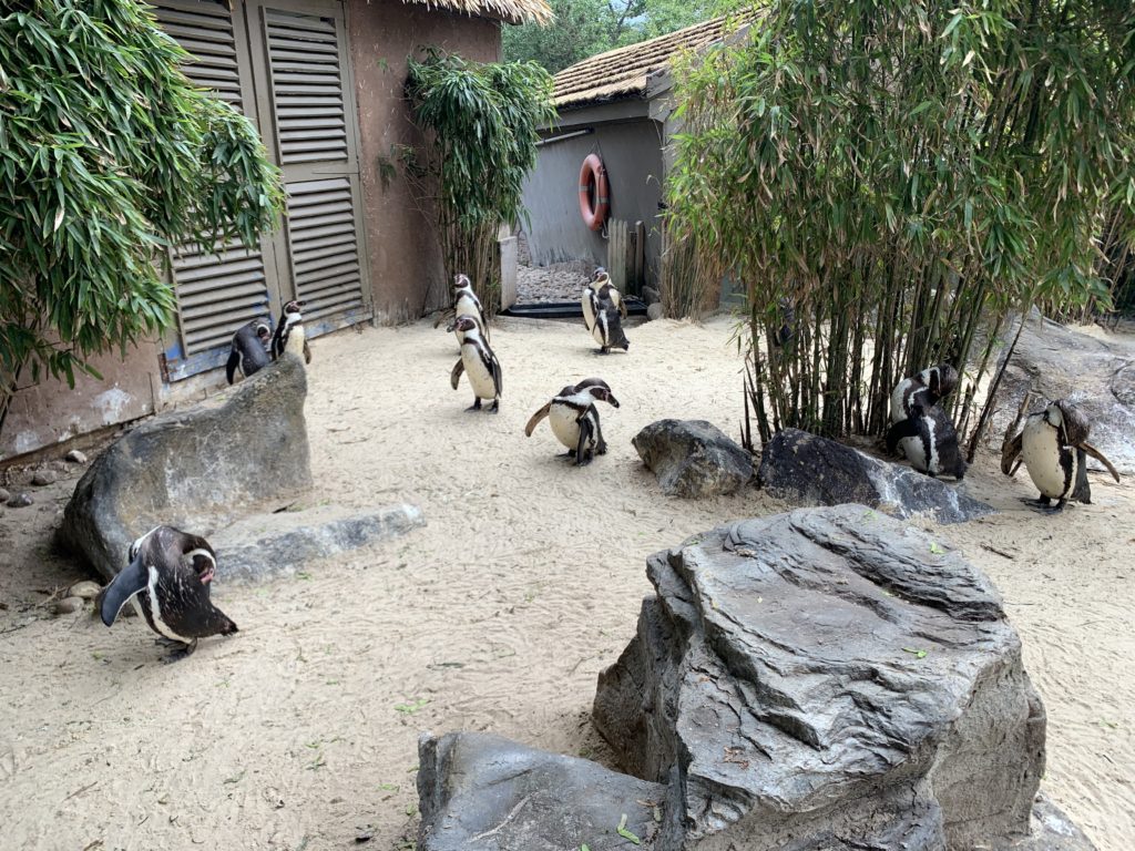REVIEW: 5 Reasons To Visit Colchester Zoo